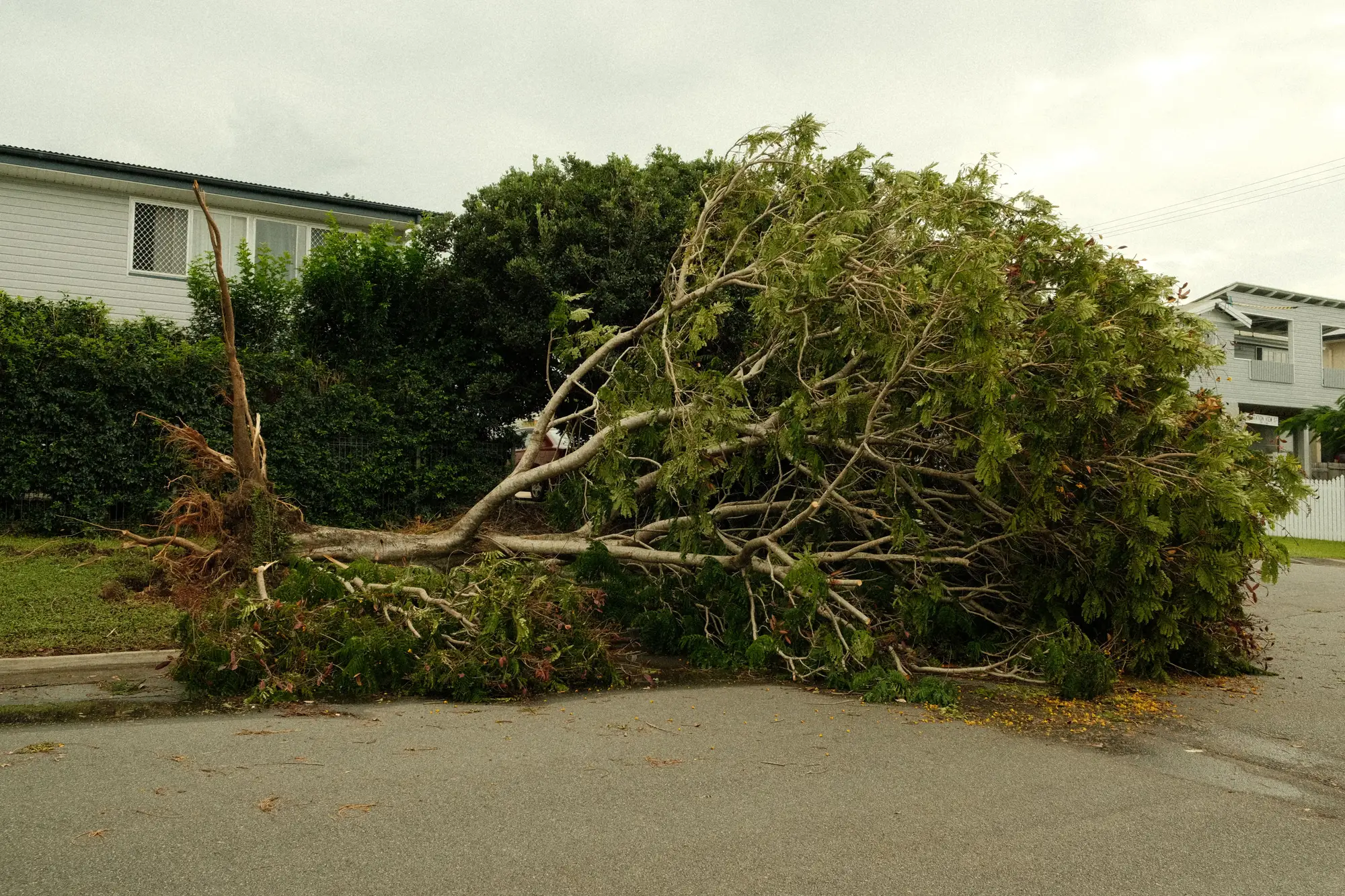 An uprooted tree lying across a suburban street after a windstorm